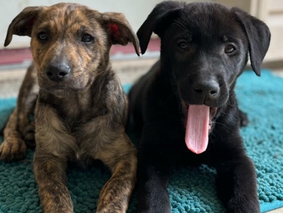 Labrador Retriever – Rehome siblings Bonnie & Clyde – San Antonio