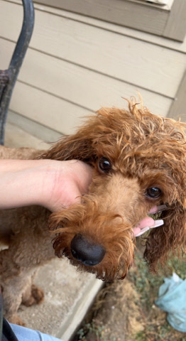 Poodle – rehoming