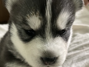 Siberian Husky – siberian husky – Shimla