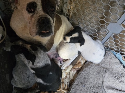 Image of American Bulldog