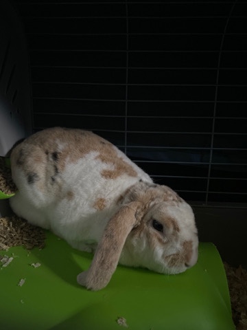 American – rabbit