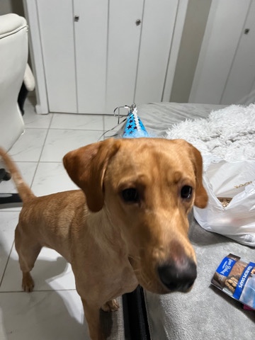 Labrador Retriever – Labrador Retriever
