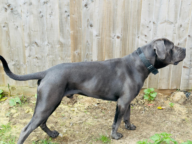 Cane Corso – rehomeing dog – Oxford