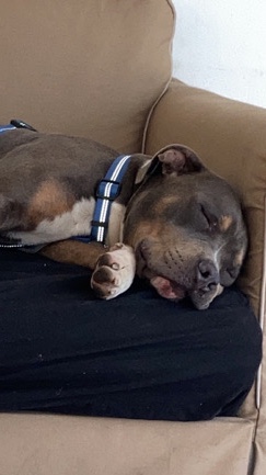Pit Bull