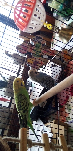 Two birds and accessories