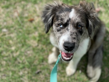 Australian Shepherd – Australian Shepherd – Royse City