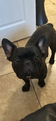 prairie dog – frenchie