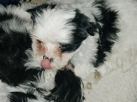 japanese chin pups