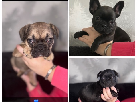 French Bulldog - 5 beautiful French bulldog puppy’s💕💕💙💙💙 available for adoption in Darlington