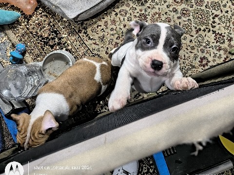 American Pit Bull Terrier – pocket pit