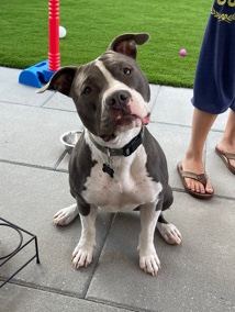 American Staffordshire Terrier – Meet Athena