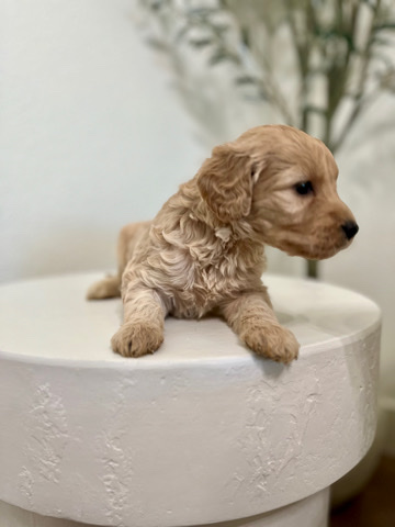 Golden Retriever – goldendoodle puppies