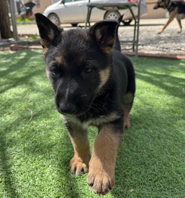 German Shepherd – german shepherd/ belgian malinois