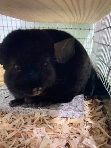chinchilla – chinchilla