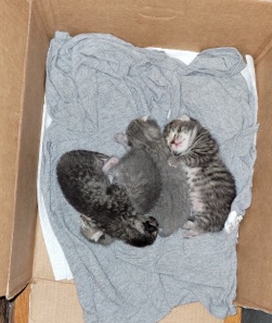 kittens
