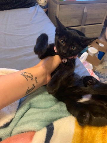 black female kitten