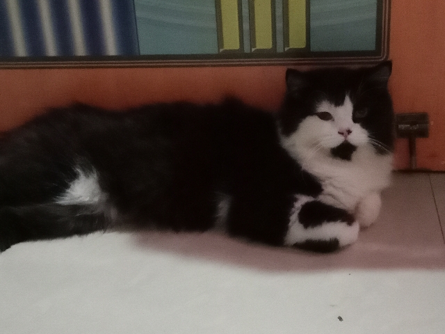 Persian (Modern) – sell