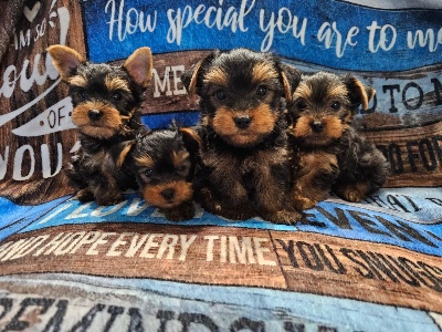 Yorkshire Terrier – male teacup Yorkie – Orlando
