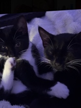 All - 2 twin girls  available for adoption in Rowlands Gill