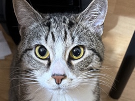 American Shorthair – Rehome Male Year Old Cat – New York