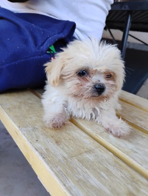 Shih Tzu – 1 month Straight shih tzu puppy must go asap texts me 623-226-1588 – Maricopa