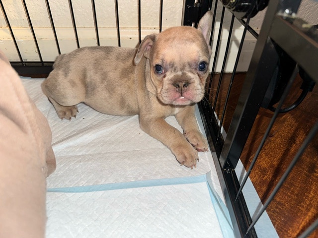 French Bulldog – French bulldog puppies – Concord