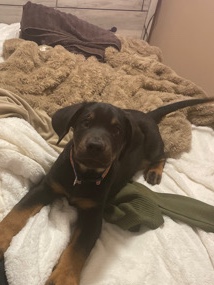 Rottweiler – Rottweiler for sale