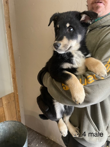 Lapponian Herder – Lapponian herders puppies.