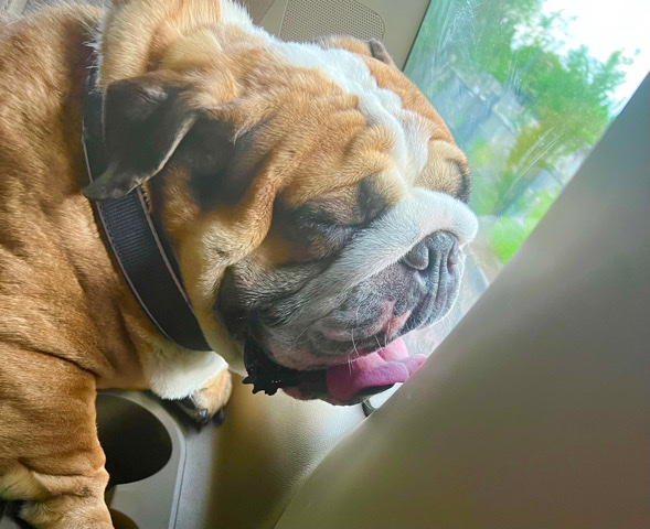 Olde English Bulldogge – English Bulldog needs a new home!🐾💔Offer/ OBO
