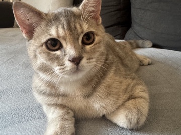 British Shorthair – Katze – Düsseldorf