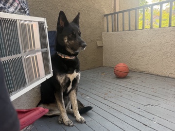 German Shepherd – German shepherd/Husky – Oceanside
