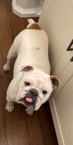 Olde English Bulldogge – Molly white bulldog for free