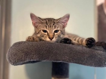 Sphynx – 3 male mixed breed kittens – Thornton-Cleveleys