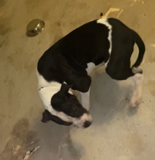 Cane Corso – Pitbull/Cane Corso Mix
