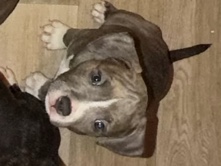 American Staffordshire Terrier – pocket cross staff – Ashton-Under-Lyne