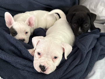 French Bulldog - French bully pups  available for adoption in Las Vegas