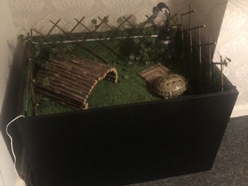 Tortoise – female tortoise – North Shields