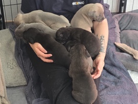 American Bulldog – Welpen suchen ihr Zuhause – Framersheim