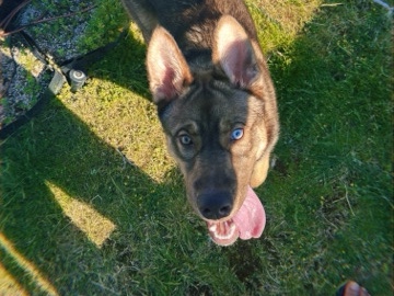 Labrador Husky - King available for adoption in Tukwila