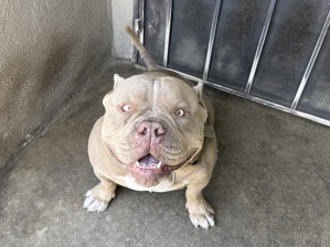 American Bulldog – Pitt bully – Chino