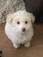 Poodle – Minature Poodle Puppy For Sale