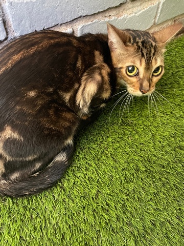 Bengal – Adorable Bengal kitten