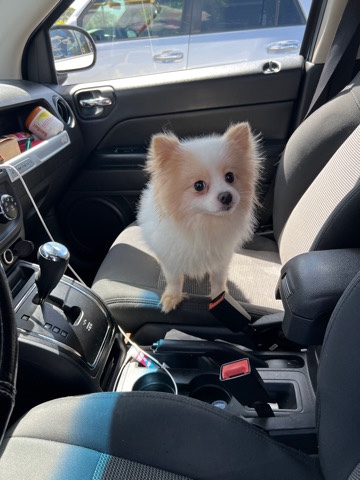 Pomeranian – Pomeranian boy (BUTTERS)