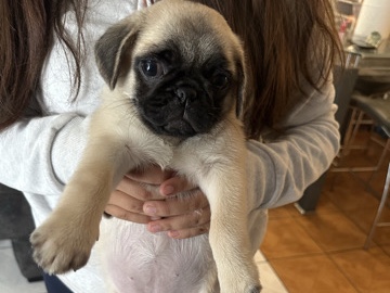 pug