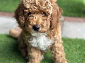 Sweet Puppy Looking for a New Home 🐶