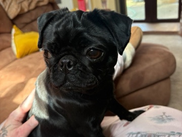 Pug – Jessie 1 years old Pug Ready Now – Gloucester