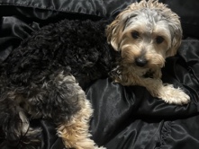 Yorkshire Terrier – yorkie/ bichon mix male – Miramar