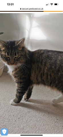 Persian (Modern) – Fluffy