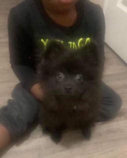 Pomeranian – Black Pomeranian puppy Male