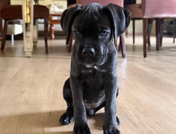 Cane Corso – Slightly trained cane corso – Dubai